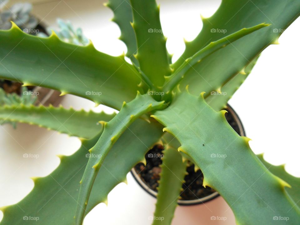 house plants in the pots