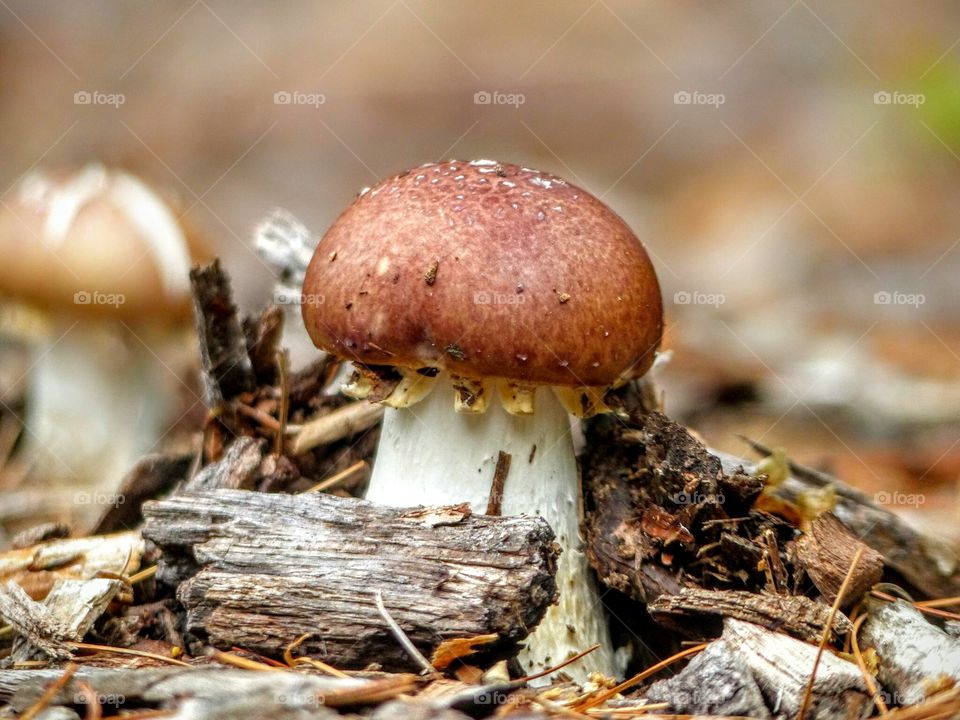 winecap mushroom