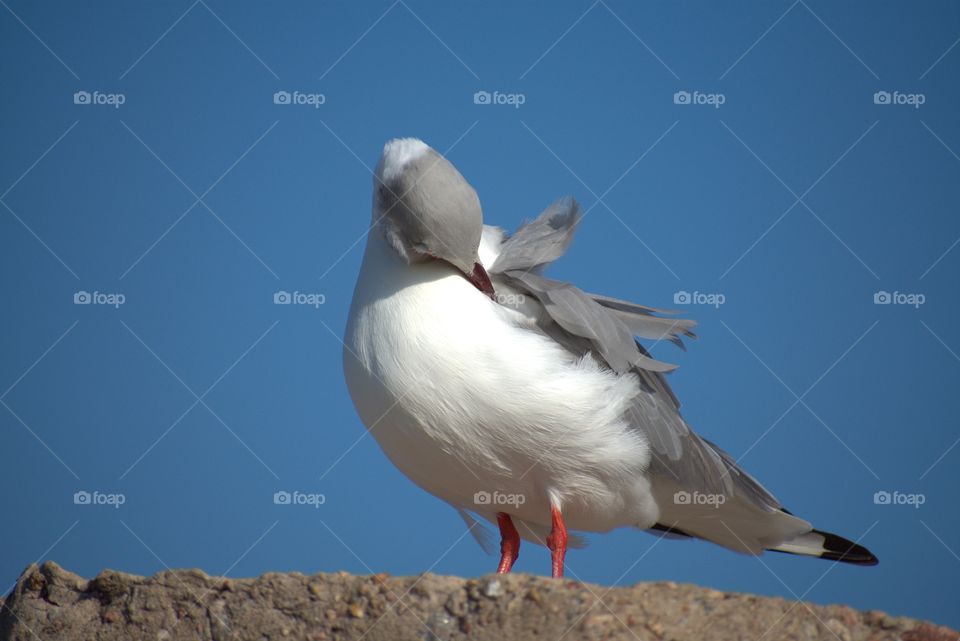 Red Billed Seagull