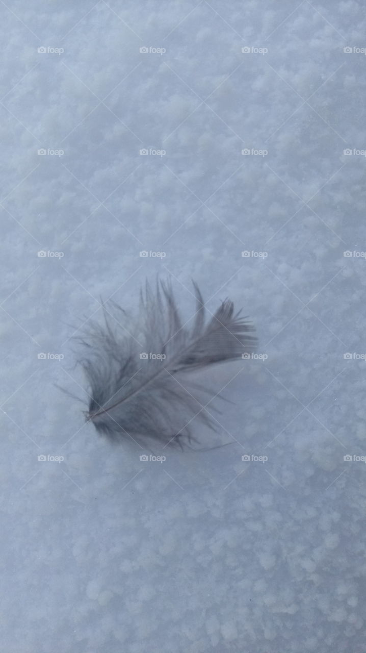 feather in the snow