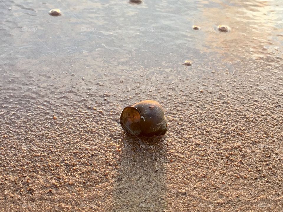 Shell on sand at golden hour 