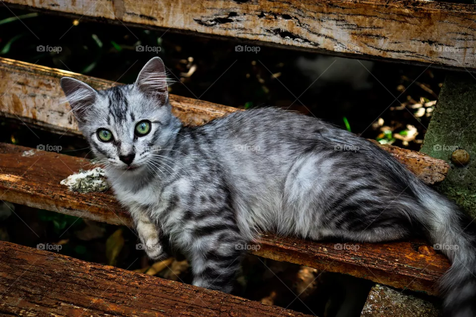 Gato.