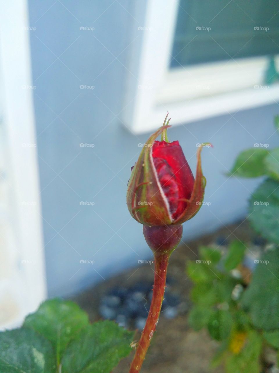 1st Bud Two. the side view of our rose bud