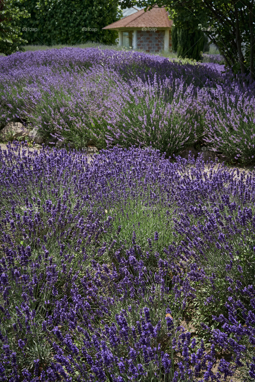 Lavender blooming. A small lavender flowers garden. 