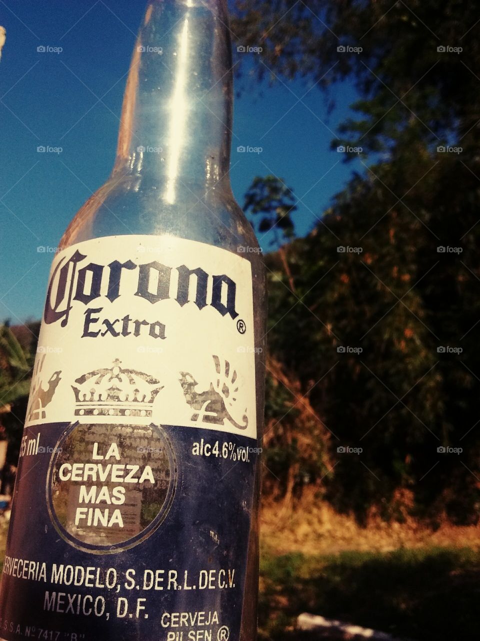 Beer  Corona