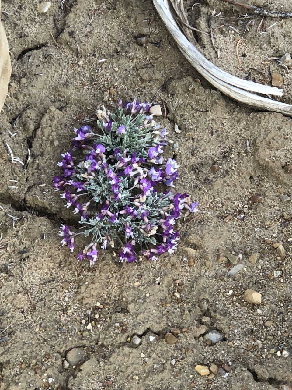 Little purple flowers 