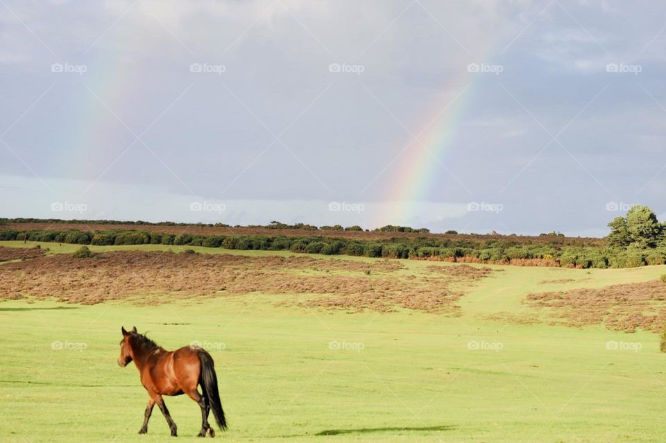 Wild pony and rainbows in autumn colors at New Forest uk