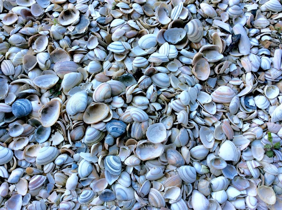 Seashells