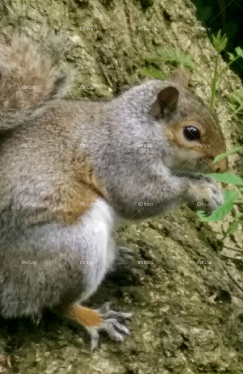 Wild squirrel snacking on a well deserved nut