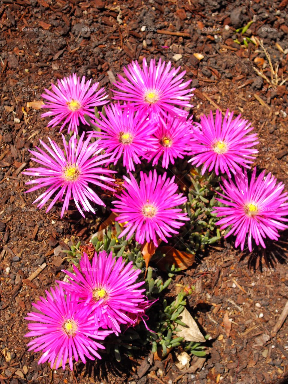 Drought Tolerant Ornamental Flowers
