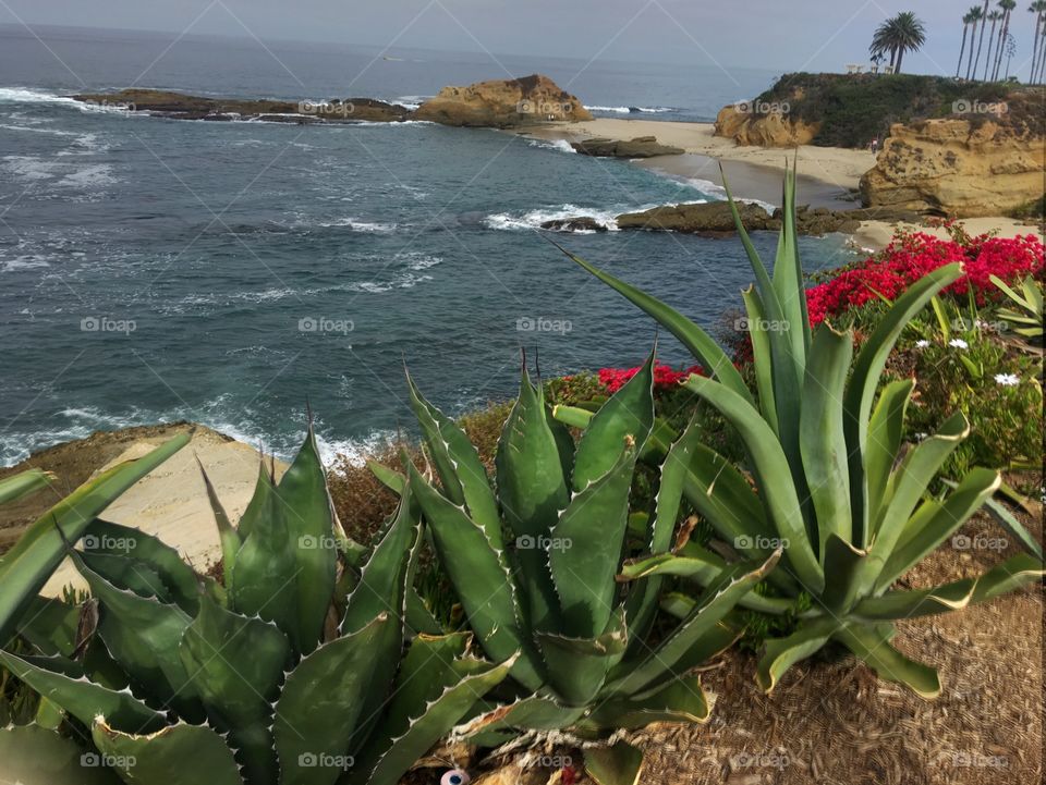 Cactus,, Succulents by the Beach