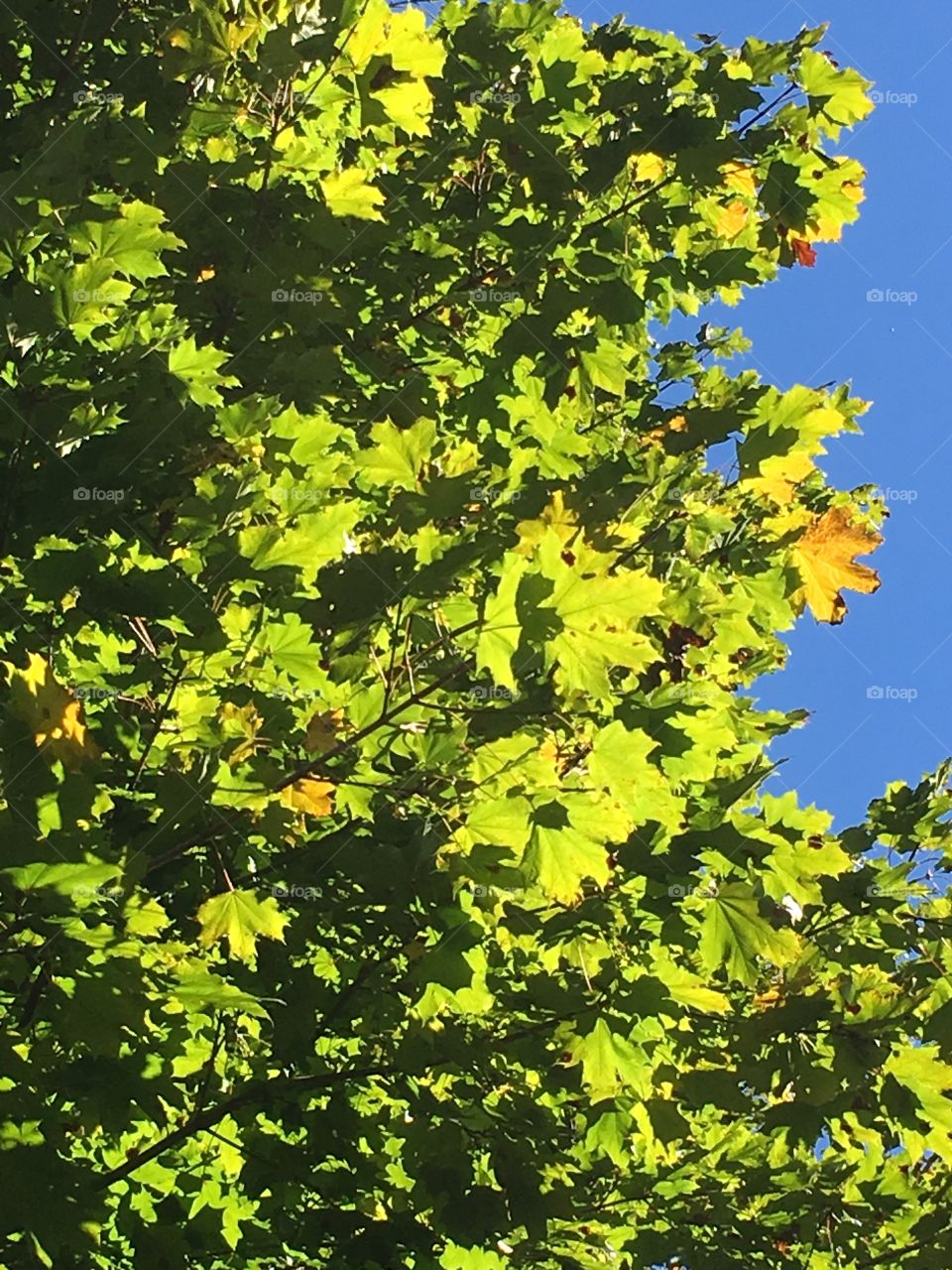 Sunlight through leaves