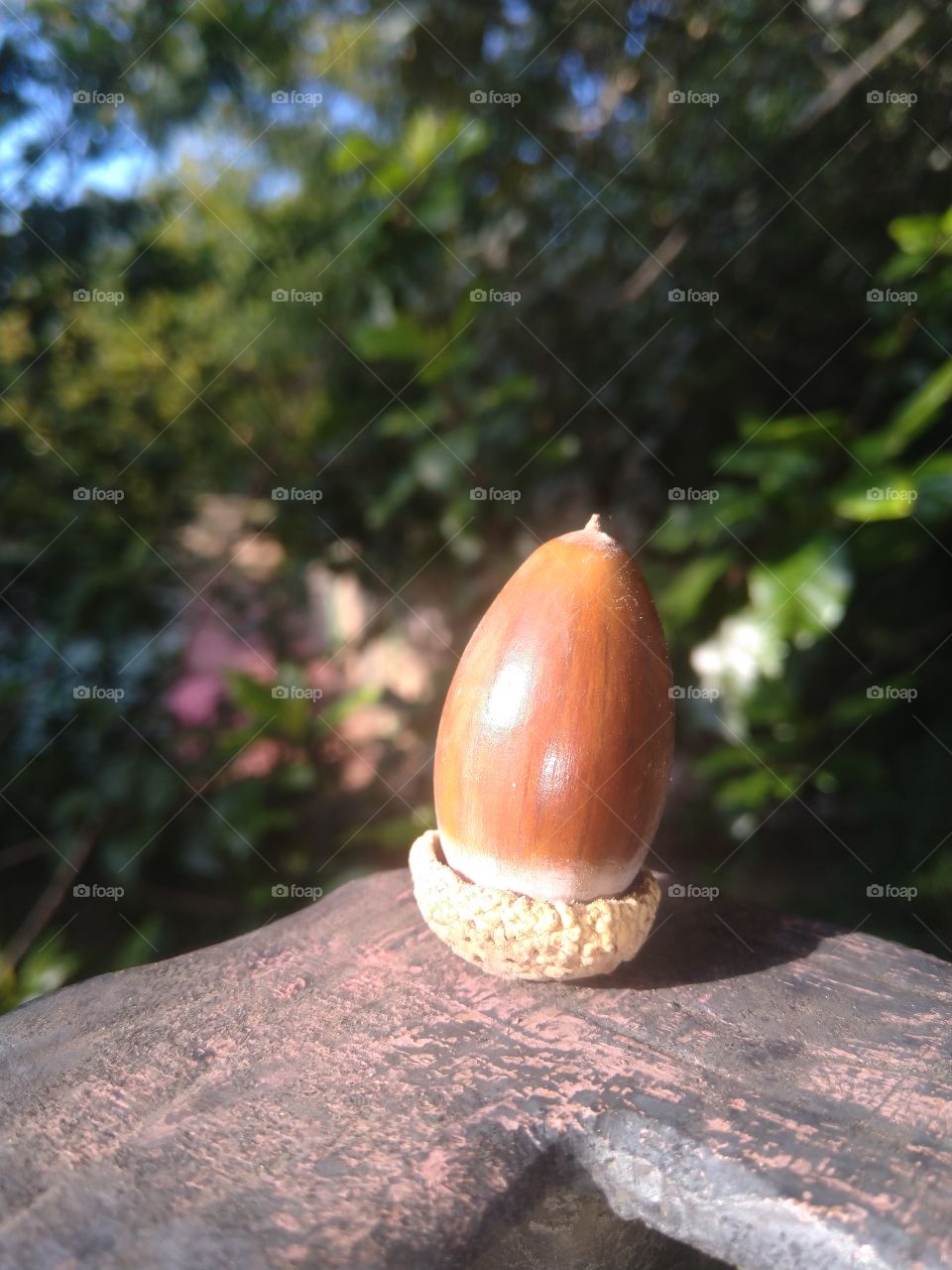 "The greatest achievement was at first and for a time a dream. The oak sleeps in the acorn, the bird waits in the egg, and in the highest vision of the soul a waking angel stirs. Dreams are the seedlings of realities."
James Allen