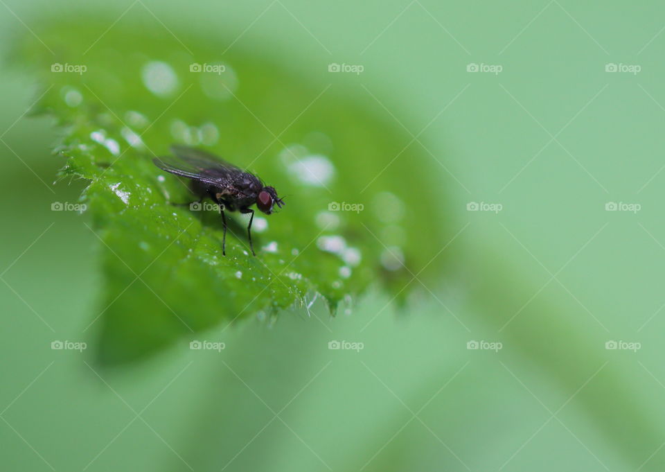 Fly On Leaf