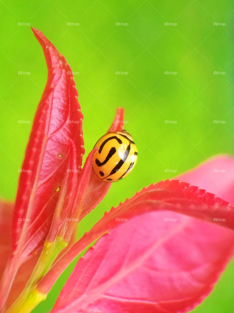 Ladybug on red plant