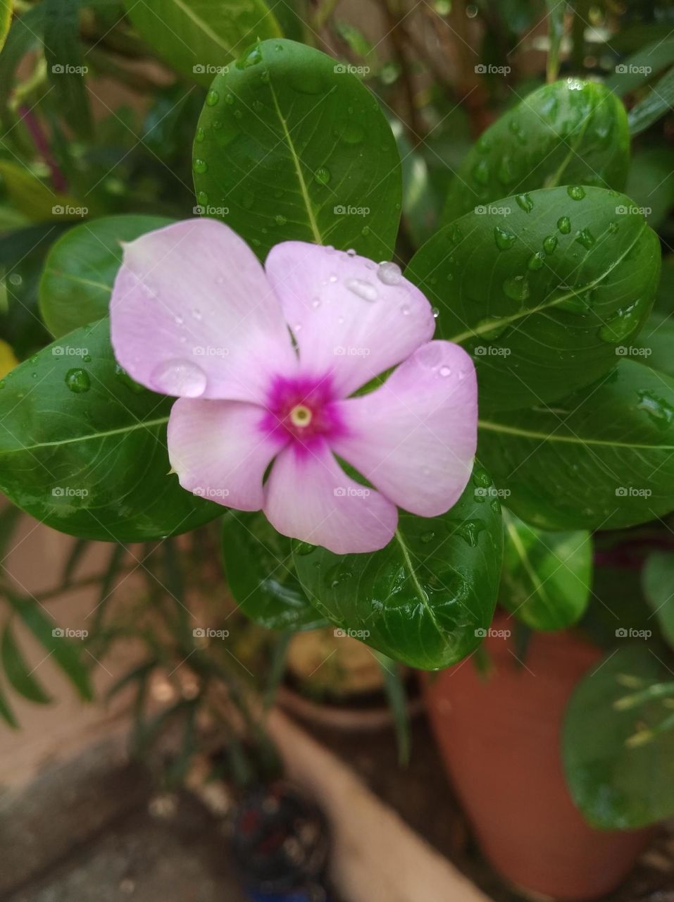 periwinkle pink flower seasonal fresh shurb small size looks very beautiful generally found everywhere