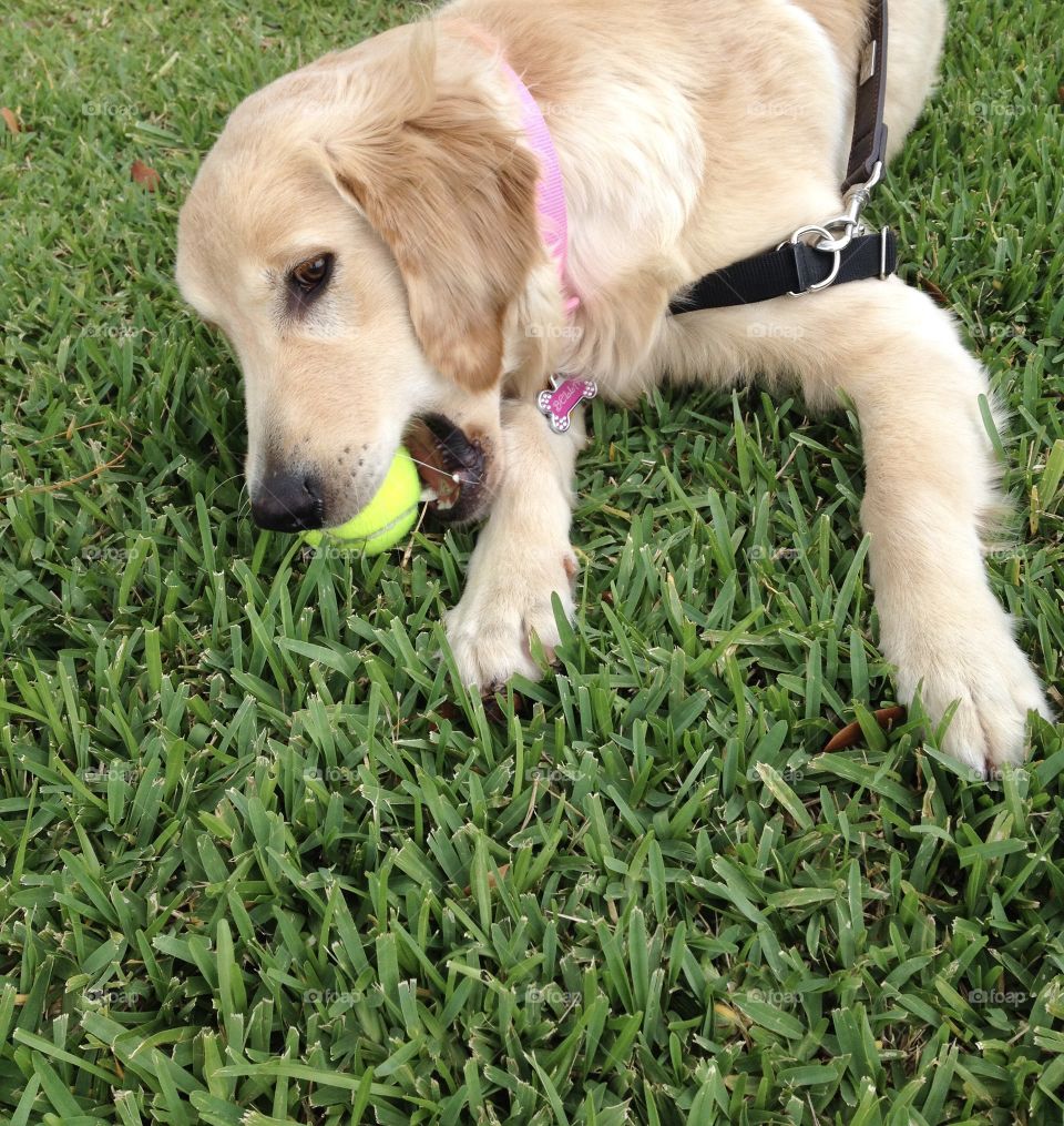 Chewing on a tennis ball