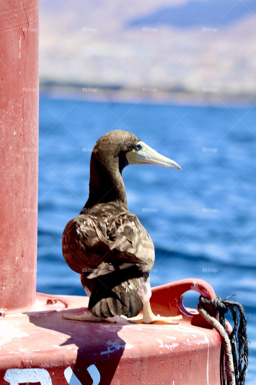 Cormorant rest on a buoy in the sea 