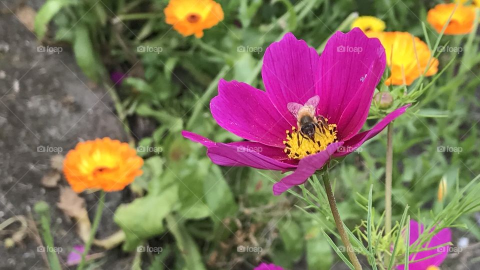 Bee in flower 