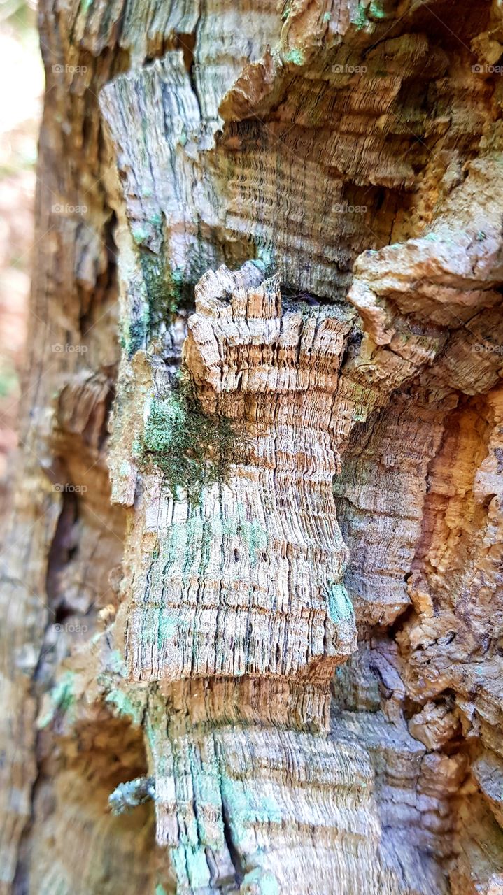 tree bark and texture