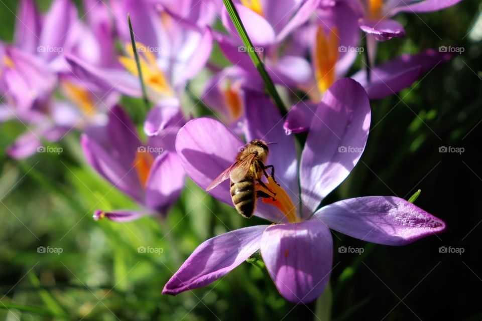 a bee on crocus
