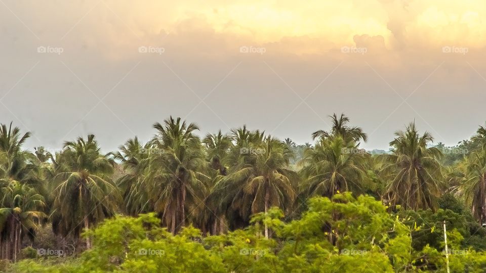 Dramatic sky over palm trees forest