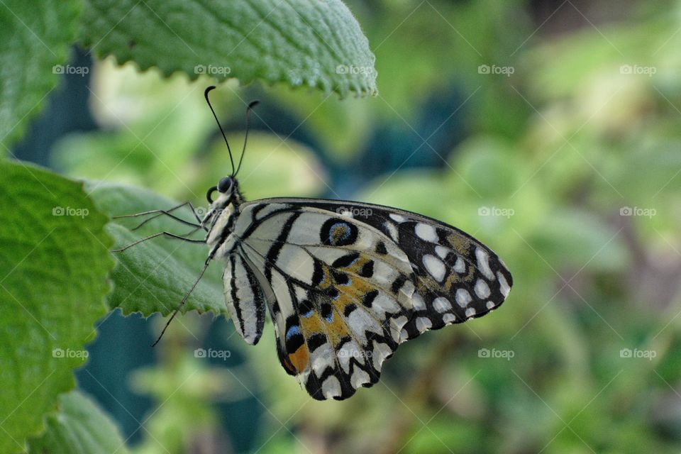 Lime Butterfly or  Papilio demoleus