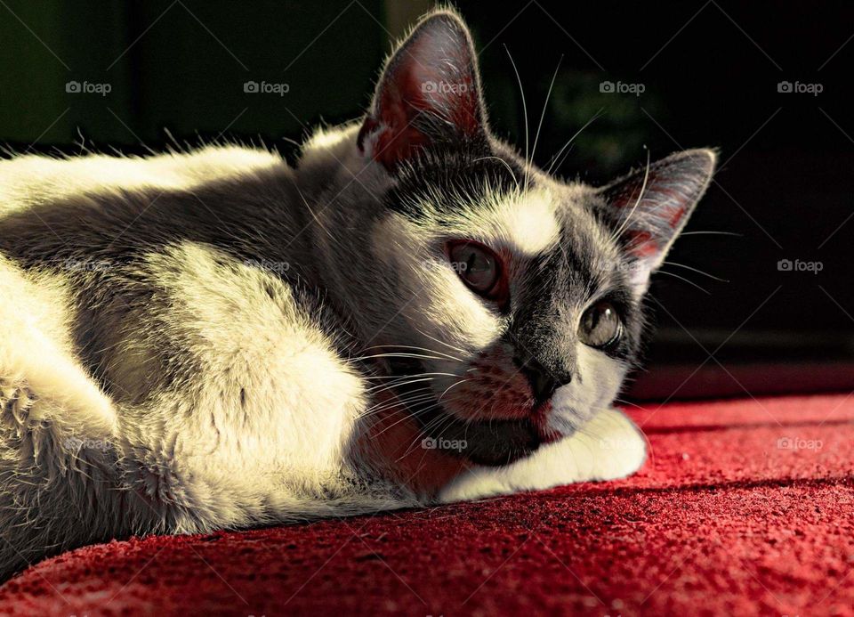 Red Carpet Cat