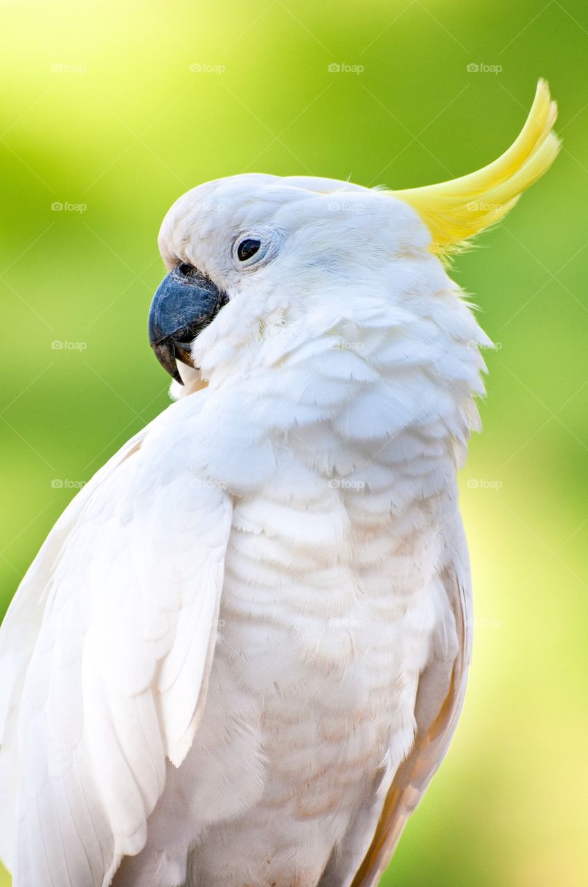 Cacatua bird