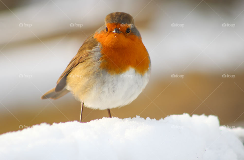 Robin in snow, cold days.