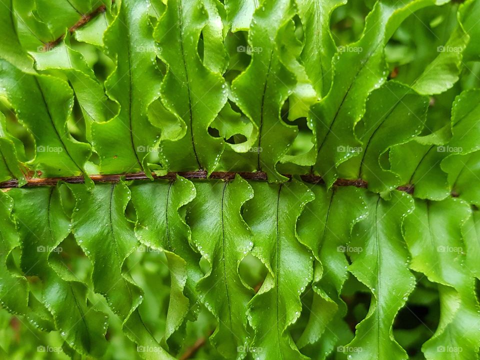 Fern: green leaves plant in garden