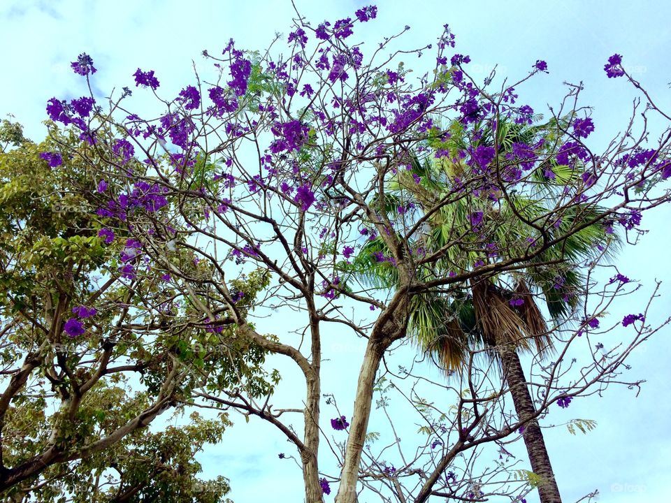Purple tree approaching summer
