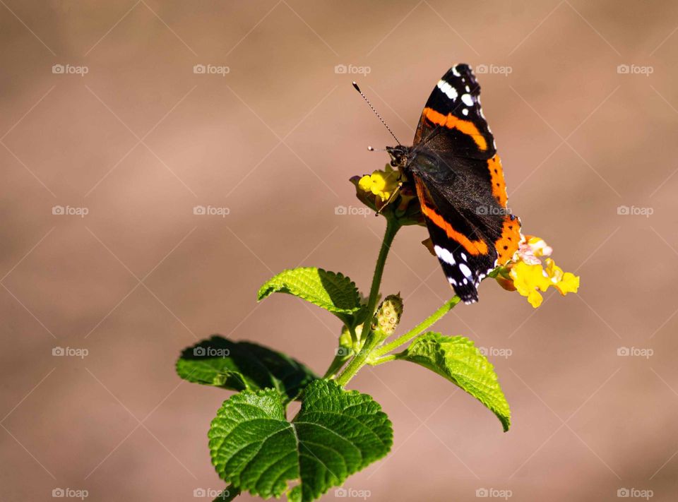 red admiral butterfly on a yellow flower