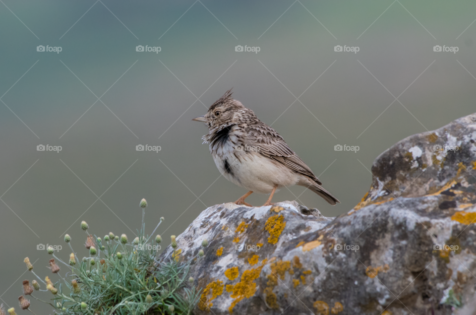 The lark bird stands on the rock