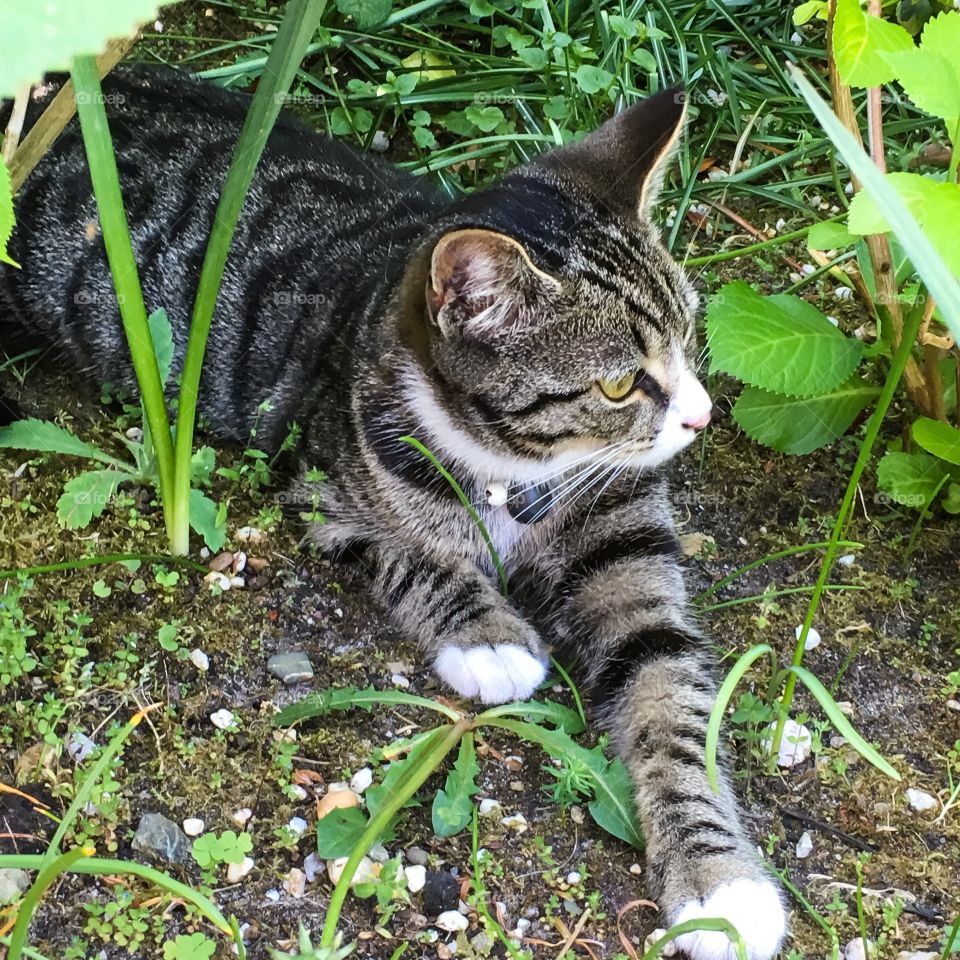 Cat in the garden.