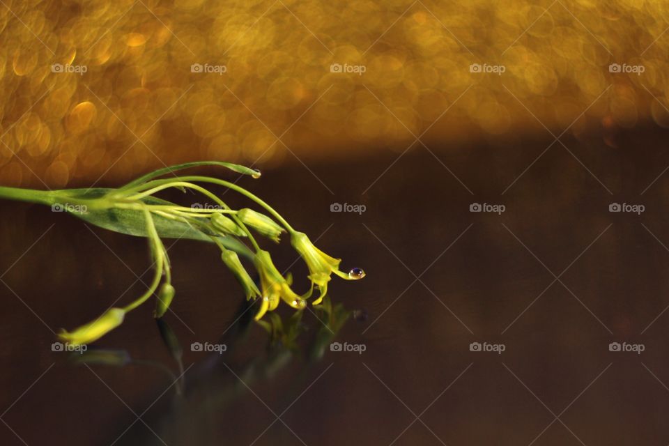 first flowers