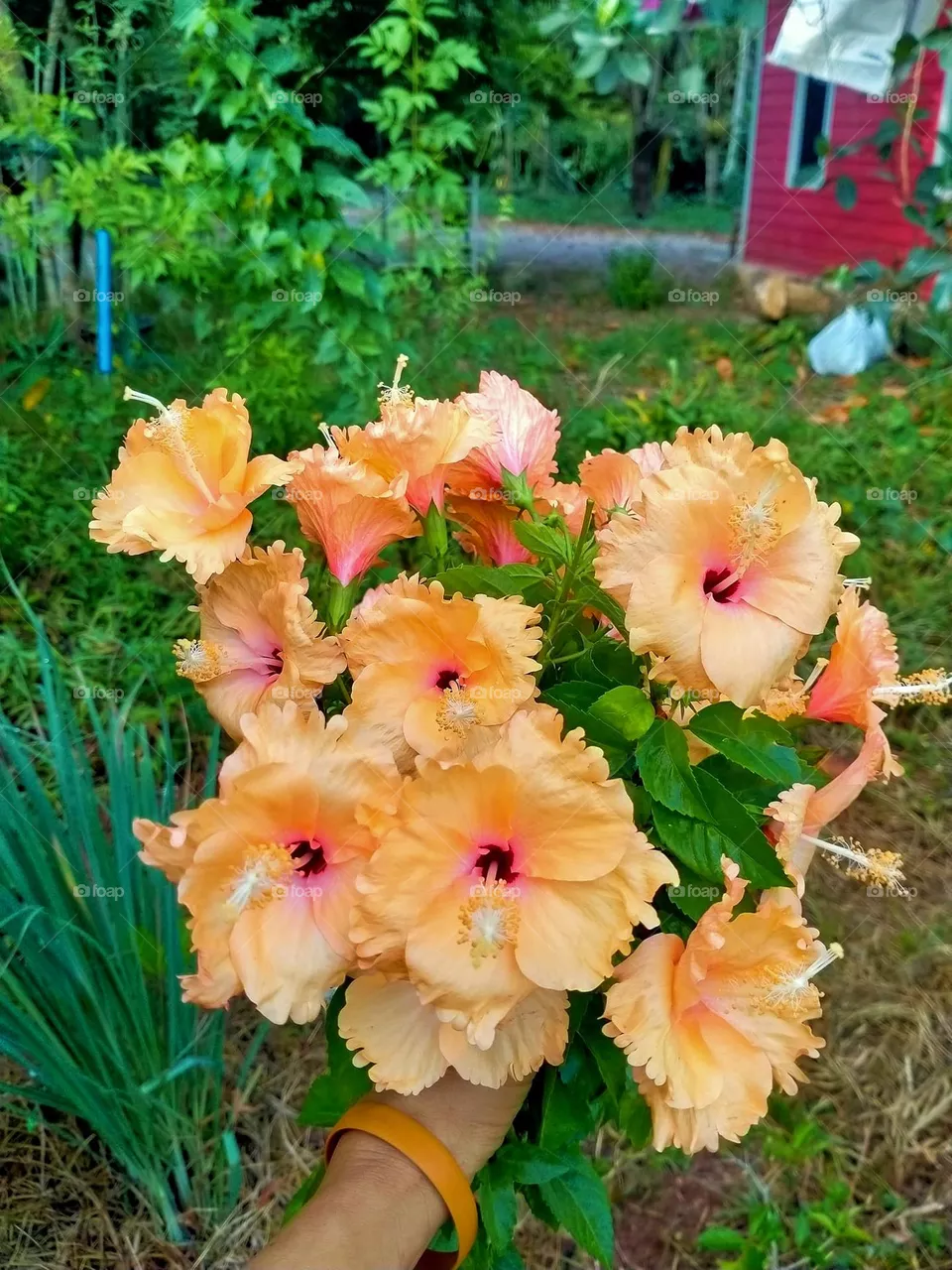 beautiful natural flowers