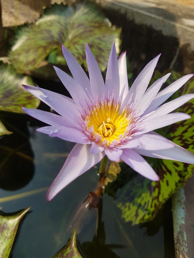 Lotus flower in the garden