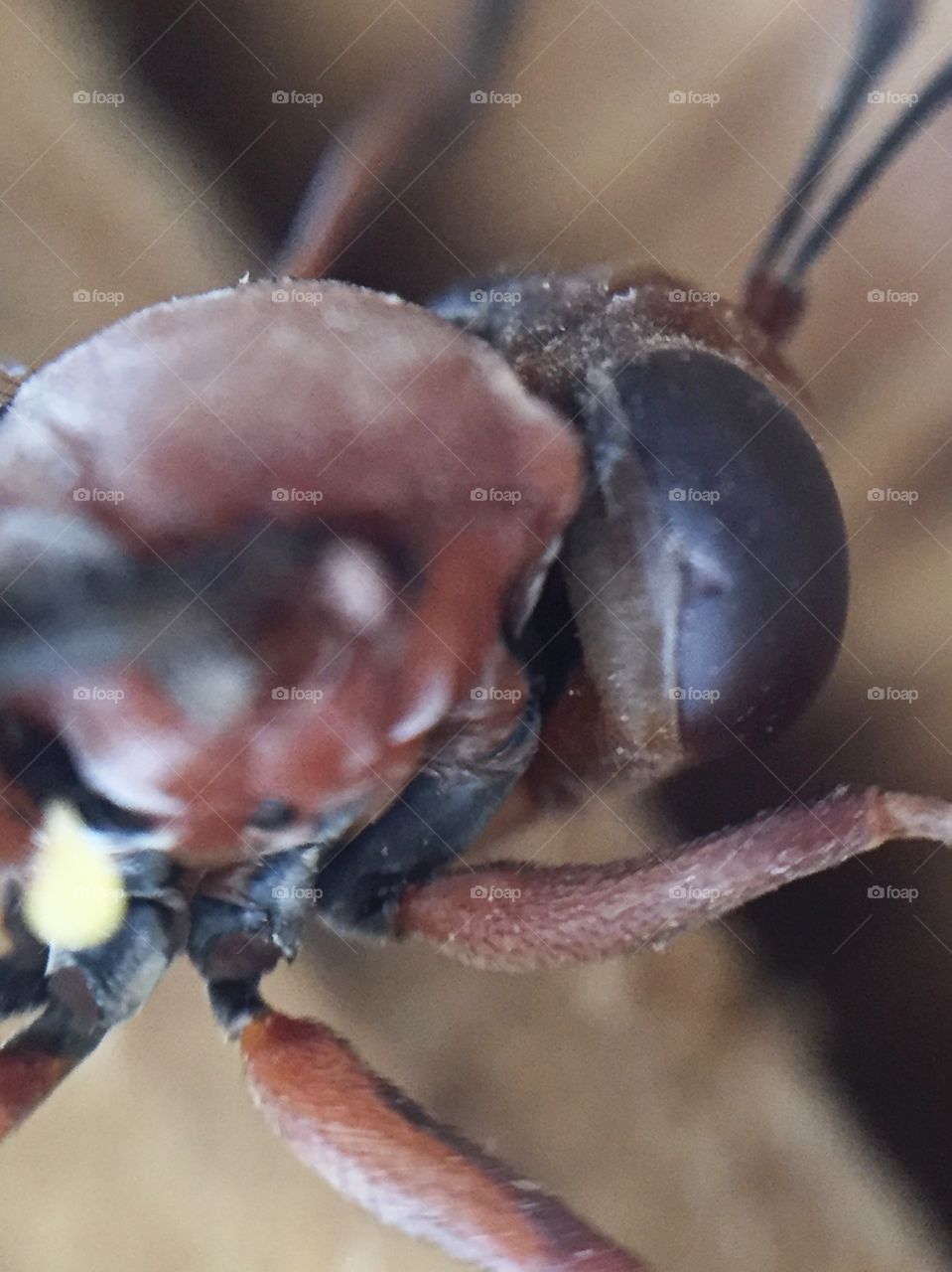 Macro wasp 