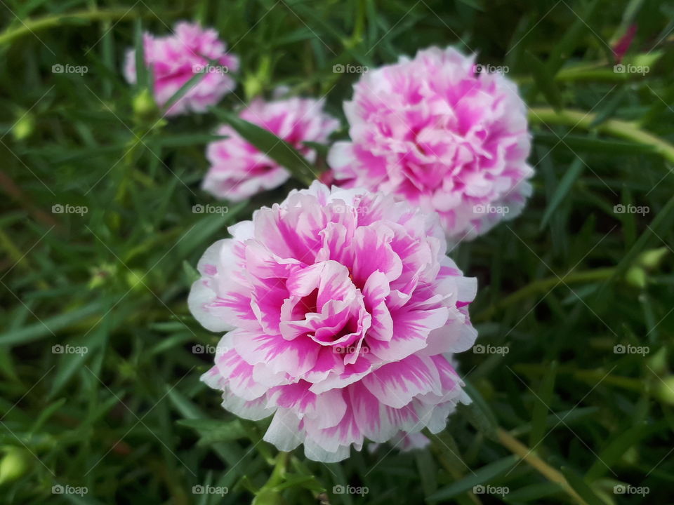 Moss rose in the garden