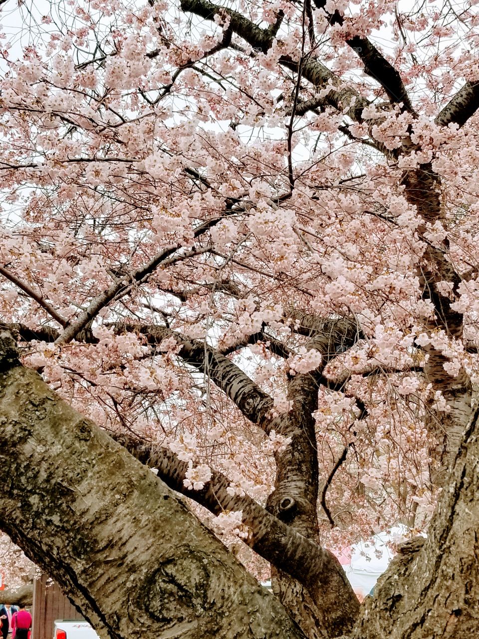 Cherry Blossoms