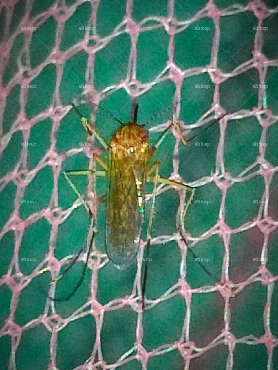 Mosquito🦟 tiny Dracula👹