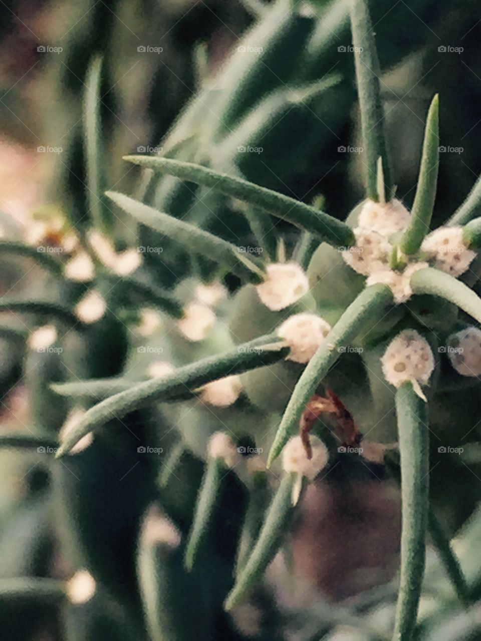 Flora, Leaf, Flower, Nature, Food