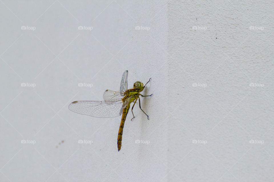 Dragonfly close-up on a white wall