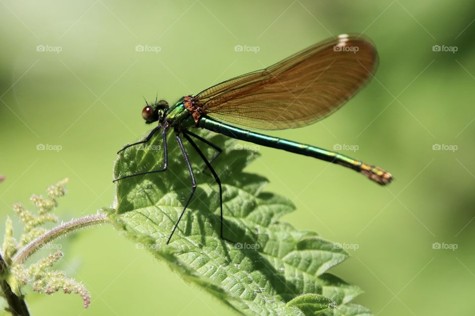Dragonfly