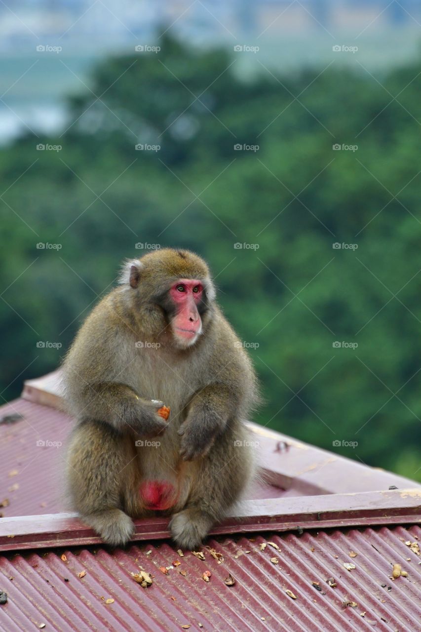 Japanese macaque alpha male