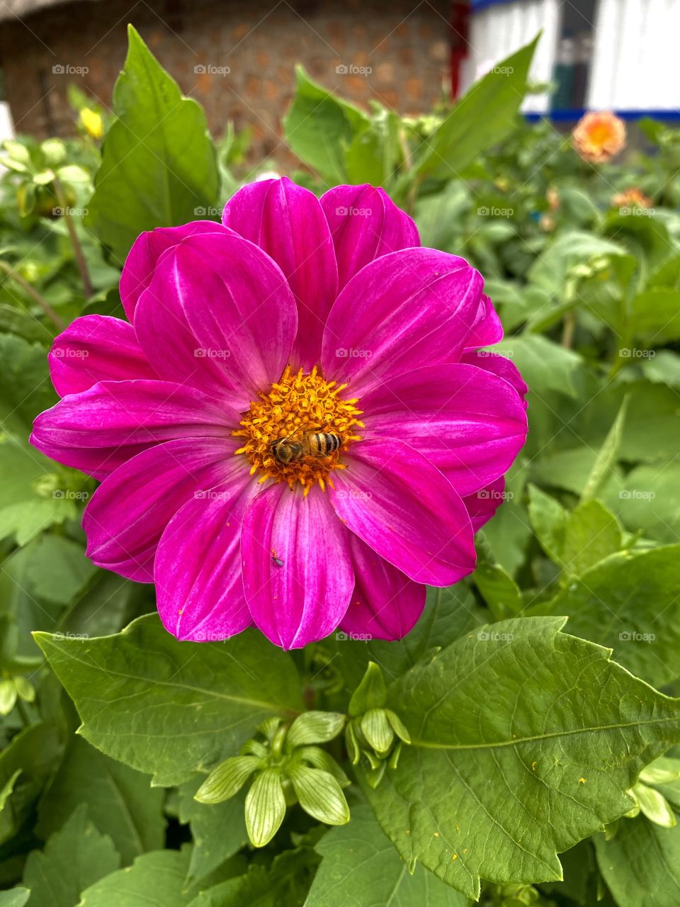 Bee on a pink flower