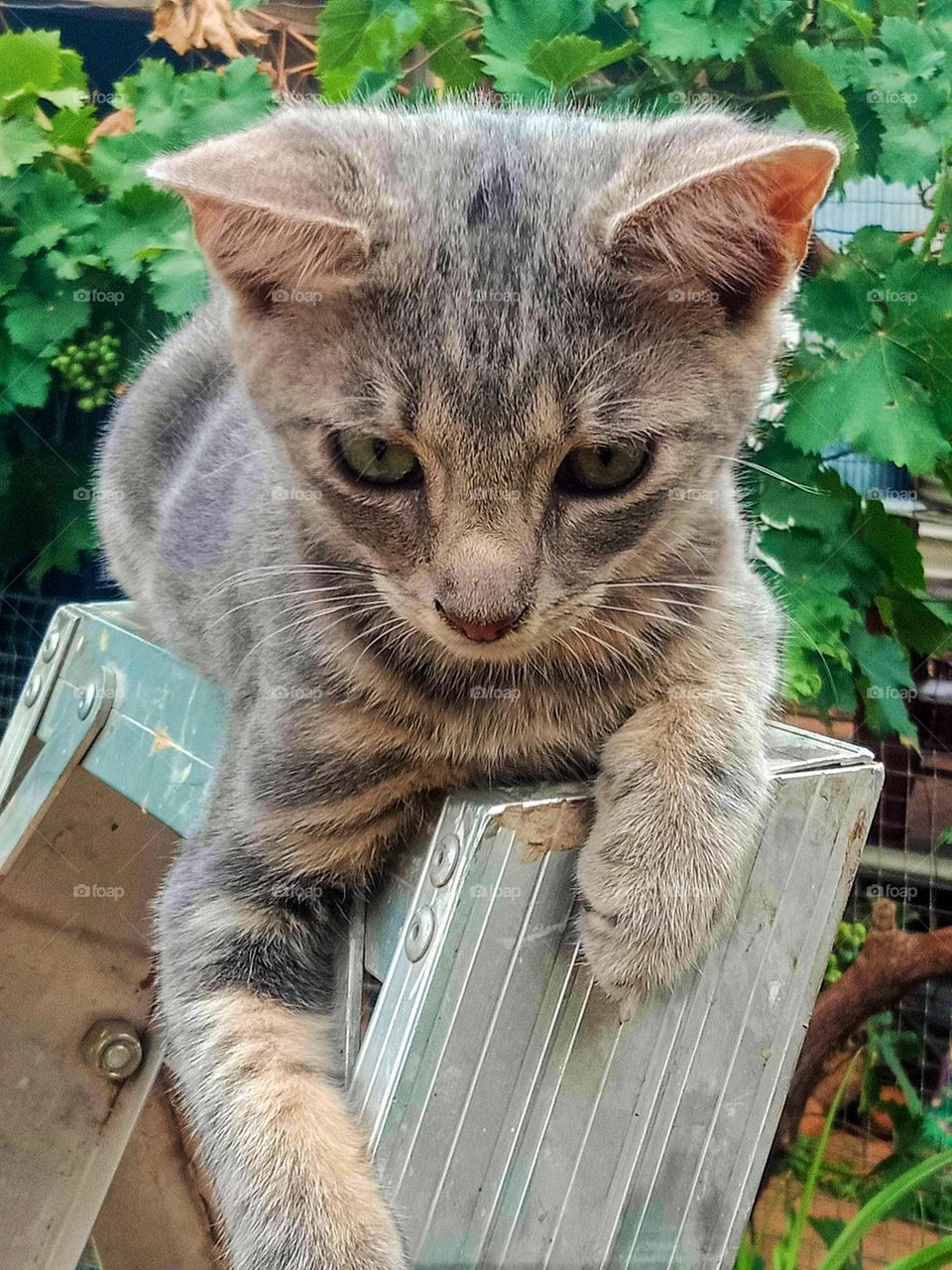 A cat sitting on a ladder looking mischievously