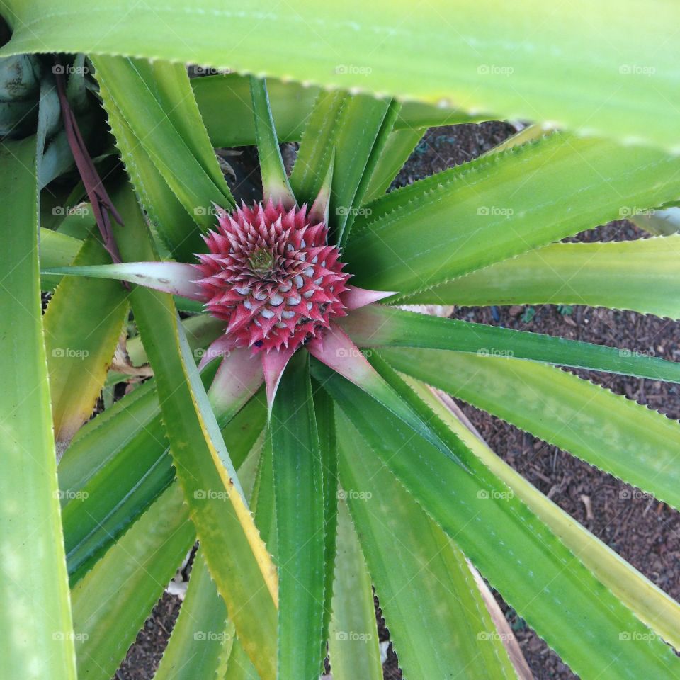 Pineapple tree flowering 