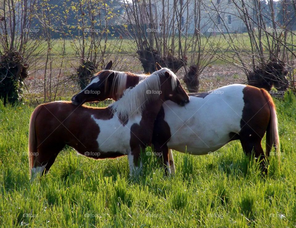 Two horses in tall grass